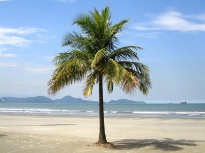  Gambar  Pohon  Kelapa di Pantai Hitam Putih Kartun  dan 