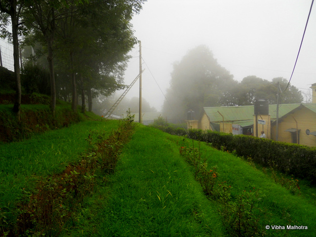 The white and green cover at Chail, Himachal Pradesh. Our decision to visit Chail in Himachal Pradesh couldn't have come at a better time. It was during the monsoons and all common sense was advising us against the trip. But we wanted to see greenery and clouds. And that is what we got. Plenty of it. Come see for yourself. This strange looking plant was located right outside our hotel. I do not know the name. Can someone help in identifying it? Some ferns emerging from behind the rocks. We spent quite some time trying to identify the various types of ferns we were seeing. These are apparently compound ferns. Dazzling view of the valley from Kali mata ka tibba at Chail. Notice the various shades of green and the play of the light. A green carpet of grass right outside the world's highest cricket ground, located in Chail. Makes you feel like removing your shoes and running through the grass. This isn't a bad quality photograph. It is just the clouds who have started descending and are making the view blurred. Thick layer of Moss covering the hill on the side of the road. We noticed that the locations that receive good amount of sunlight were preferred by this plentiful plant. Clouds descending into the green valley. This was the view from our balconey. We were indeed blessed. Clouds arising out of the valley. This was the second time I had seen this phenomena. The first time was also in Himachal, but at Deotsidh.