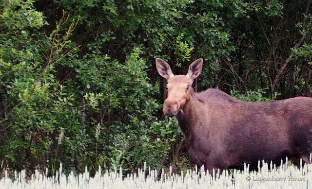 lingonberryhouse, moose, hirvi, vasa, calf, eläin, wild animal