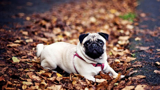 Download Pug Wallpaper