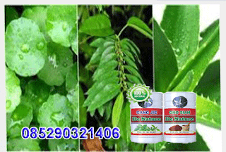 Cara Mengobati Gonore Secara Herbal,tradisional & Alami Cara Mengobati Gonore Secara Herbal,tradisional & Alami