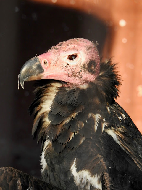 Red-Headed Vulture