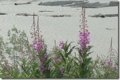 02 Fire Weed, Copper River