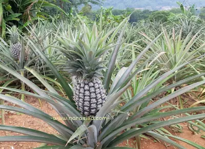 Wisata Petik Buah di Kebun Wakaf Indonesia Berdaya Subang, Yuk Jalanin Bareng!