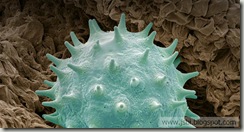 Pollen_EN-US1698974598