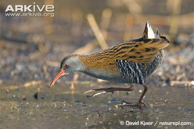 Western water Rail