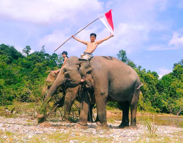 Gambar Pusat Pelatihan Gajah Seblat Di Bengkulu