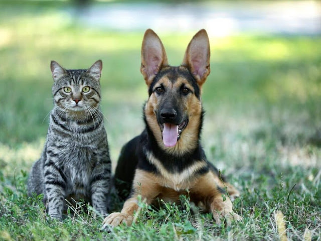 Cats still the most popular pet in Germany.