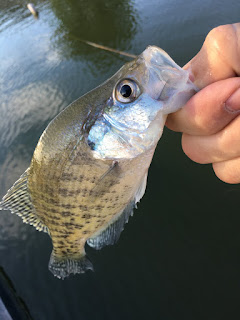 Small Crappie, Crappie Fishing, Crappie