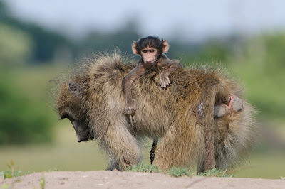 c4 images and safaris, chiefs island, photo workshop