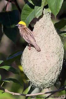 Male Baya Weaver on Nest