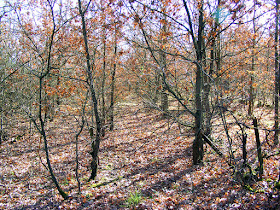 An abandoned vineyard, being overtaken by Downy Oak Quercus pubescens. Vienne. France. Photographed by Susan Walter. Tour the Loire Valley with a classic car and a private guide.