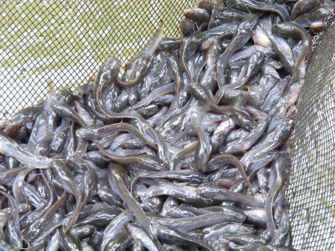  Harga  Bibit  Ikan Lele  Sangkuriang Terbaru