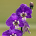 Moth-Orchid, Phalaenopsis Hilo Lip 'Catnip