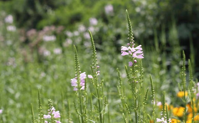 Physostegia Virginiana Flowers Pictures