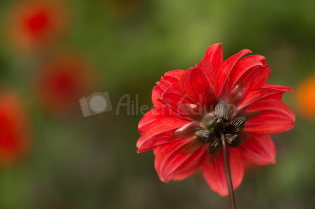 A red dahlia facing away from the camera
