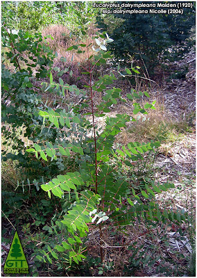 Seedling of cold hardy Eucalyptus dalrympleana in Galicia / Mountain White Gum / Planta de Eucalipto Blanco de Montaña (E. dalrympleana) en Galicia / GIT Forestry Consulting, Consultoría y Servicios de Ingeniería Agroforestal, España, Spain