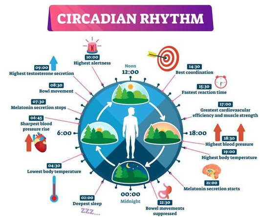 Circadian rhythm