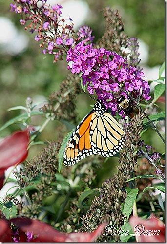 FPC_Buddleia_Monarch