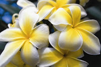 Plumeria