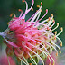 Grevillea Red and Pink