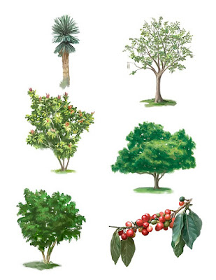 tree illustrations