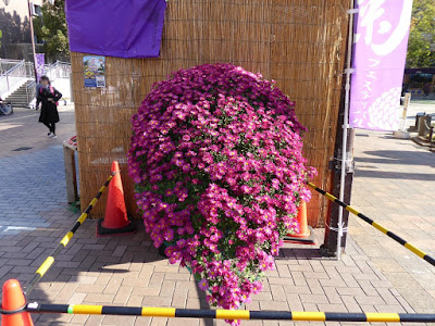 ひらかた菊花展 （岡東中央公園・枚方市役所周辺）　懸崖作り