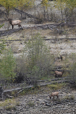 Elk Trans Canada Trail British Columbia.