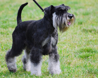 miniature schnauzer dog animal pets puppy wallpaper