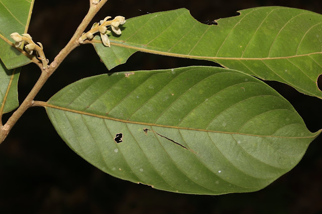 Lithocarpus tubulosus