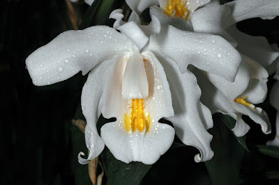 Coelogyne cristata care and culture