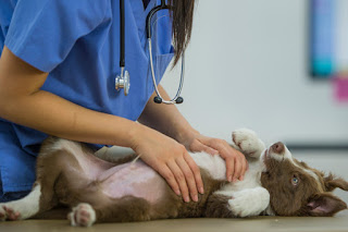 cães com disfunção renal