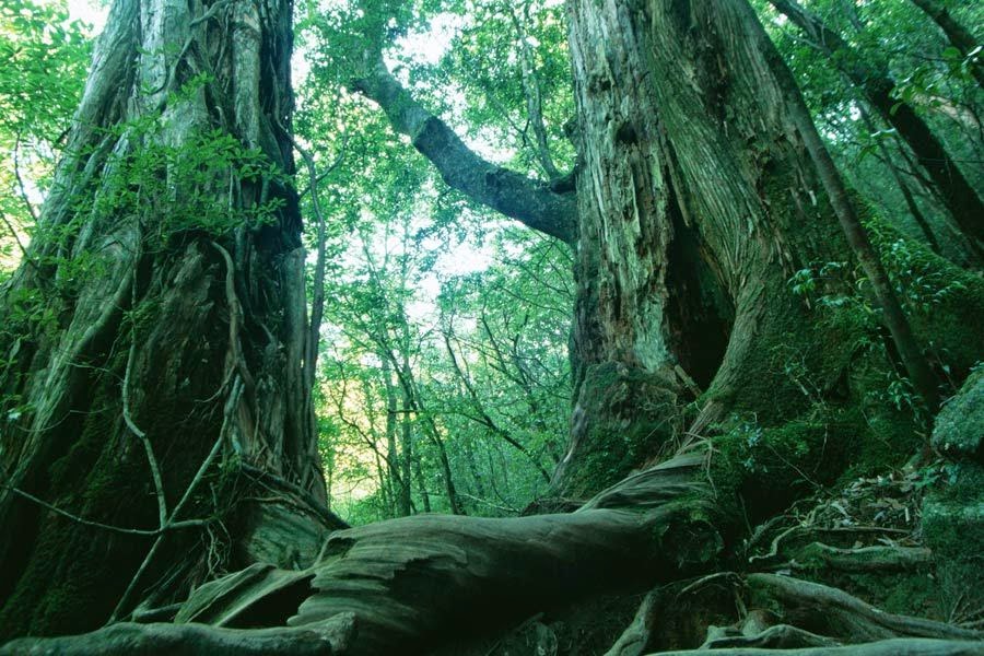 Hutan Paling Berhantu