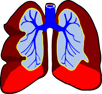 How Does the Respiratory System Work?