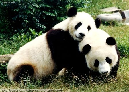 Pandas.