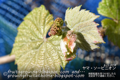 ブドウ ヤマ・ソービニオンの花穂