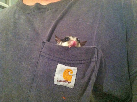 Funny animals of the week - 13 December 2013 (40 pics), sugar glider in a shirt pokcet