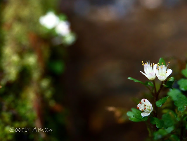 Chrysosplenium album