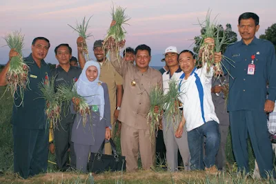 Panen Bawang Keta Monca - Bima (Mbojo)