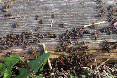 Bloedrode Roofmier - - Formica sanguinea