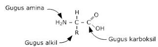 asam amino