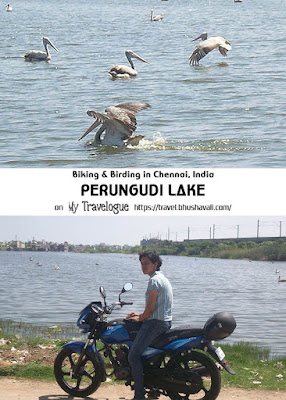 Birding in Chennai Perungudi lake Pelicans Pinterest