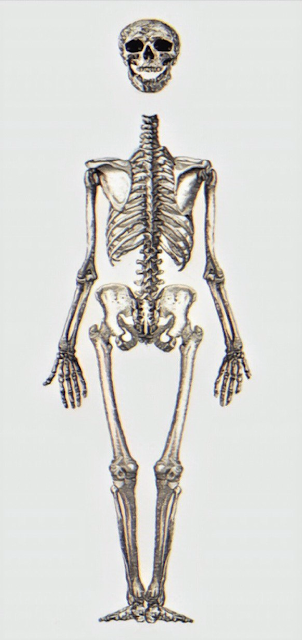 Nukekubi's skeleton