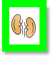 pediatric renal transplantation an overview and update pediatric renal transplantation pdf paediatric renal transplantation guidelines pediatric renal transplant protocol pediatric renal transplant rejection