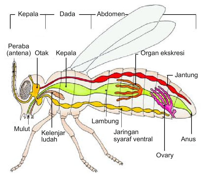 Kingdom Animalia : Filum Arthropoda dan Echinodermata 