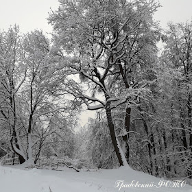 По зимнему бледна аллея, деревья в белых лоскутах...