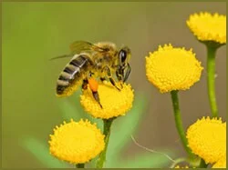 FLOWER,HONEY BEE,NECTER,NATURE,bee dance