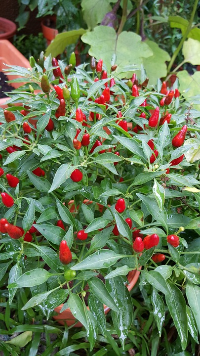 chilli farming, commercial chilli farming, chilli farming business, how to start chilli farming, chilli farming tips, chilli farming guide, chilli farming profits