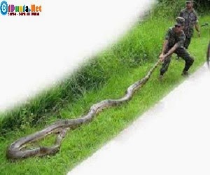 Ular terbesar didunia