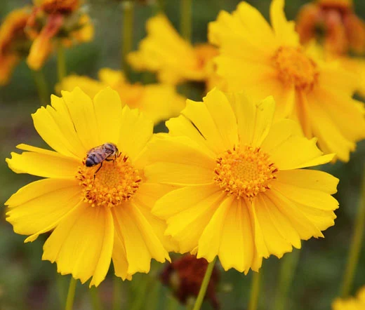 Coreópsis-Coreopsis-lanceolata-Margaridinha-amarela